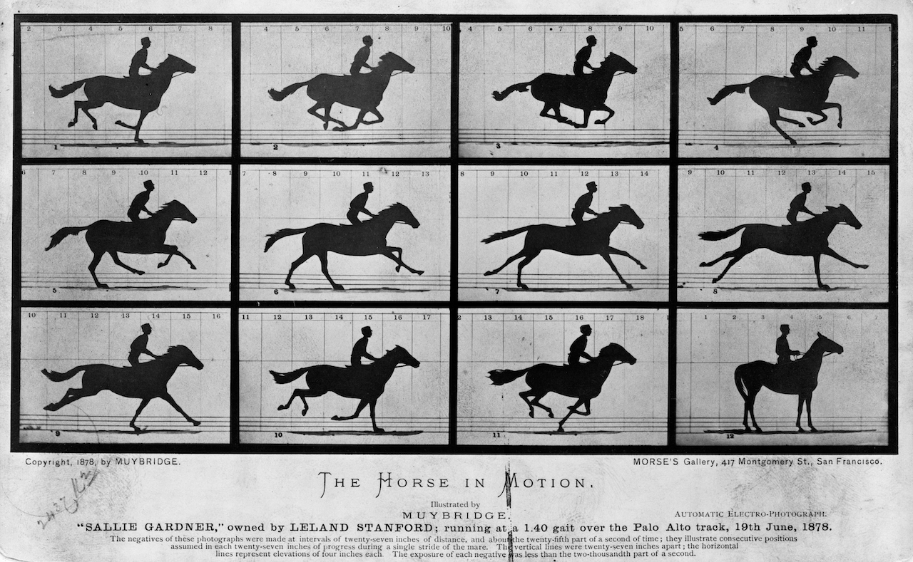 horse in motion